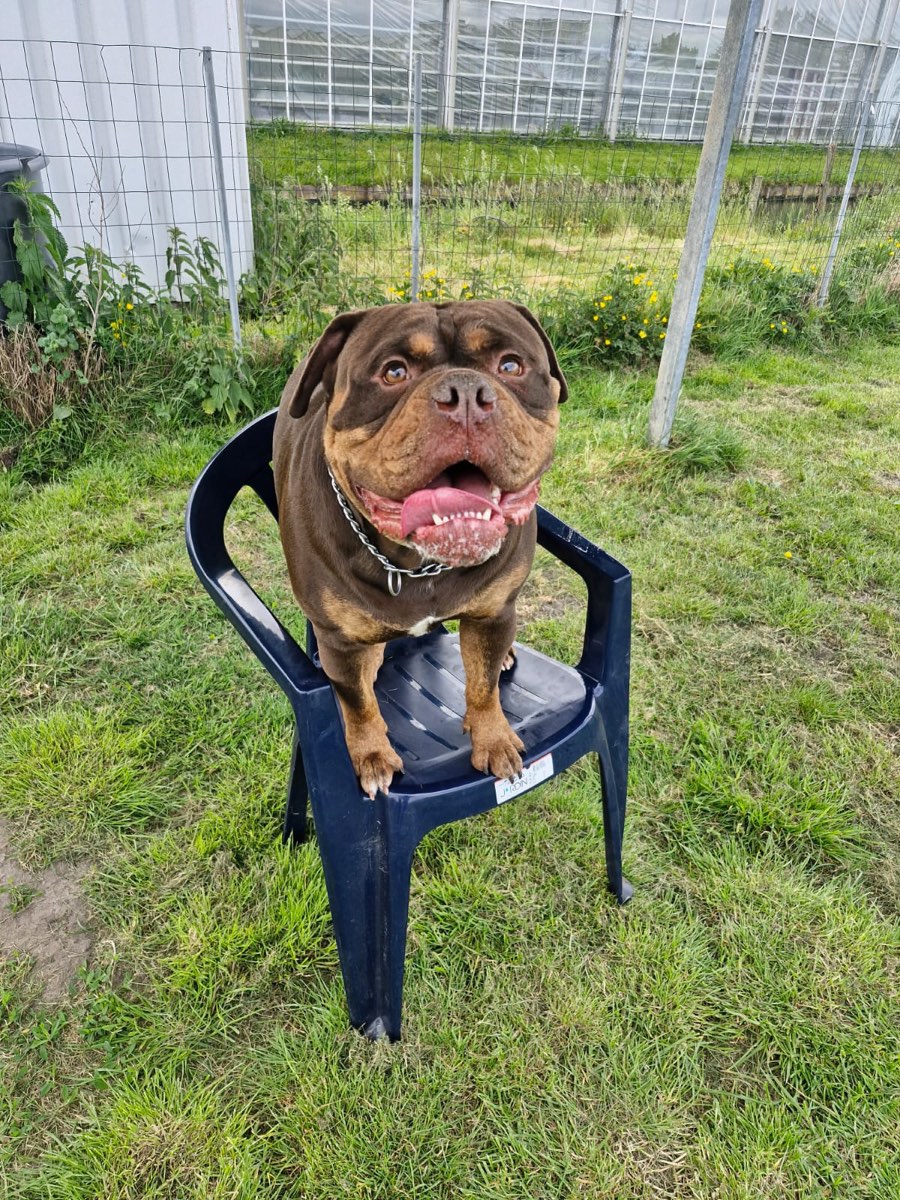 Bulldog zit tevreden op een tuinstoel aan de rand van het speelveld