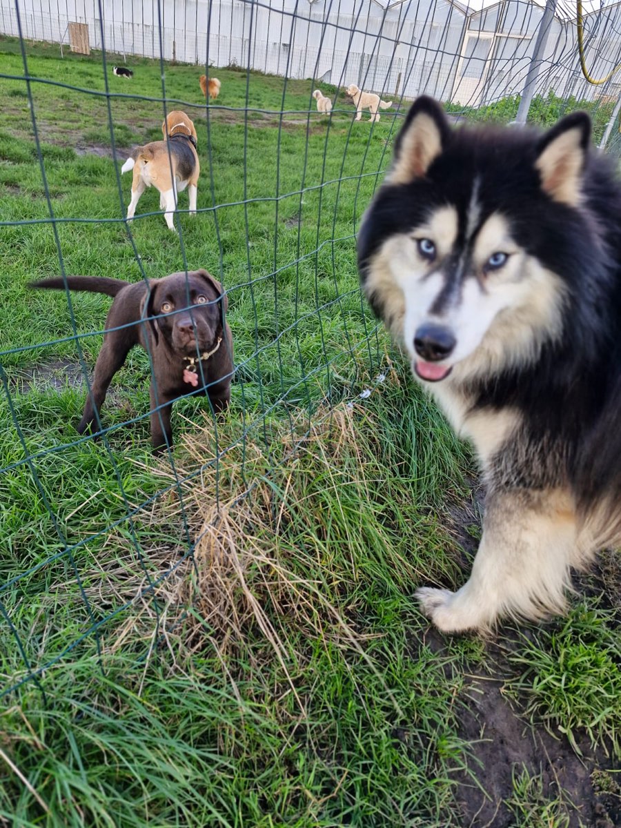 Husky en bruine labrador-pup kijken nieuwsgierig bij het hek van het speelveld