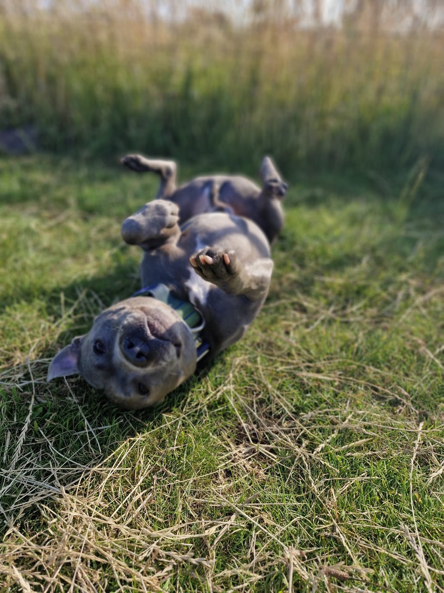 Staffordshire terriër rolt vrolijk op zijn rug door het gras in de zon
