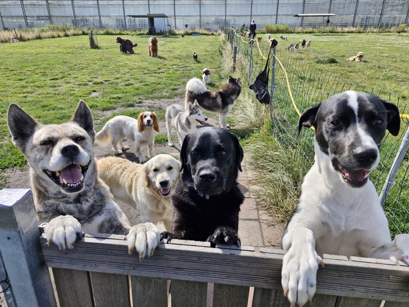 Vier vrolijke honden hangen over het hek van het omheinde speelveld, met spelende honden op de achtergrond