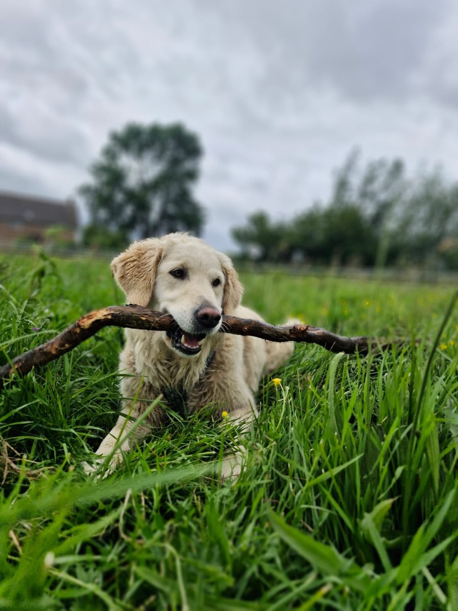 Golden retriever ligt voldaan met een grote tak in het hoge gras tijdens een wandeling